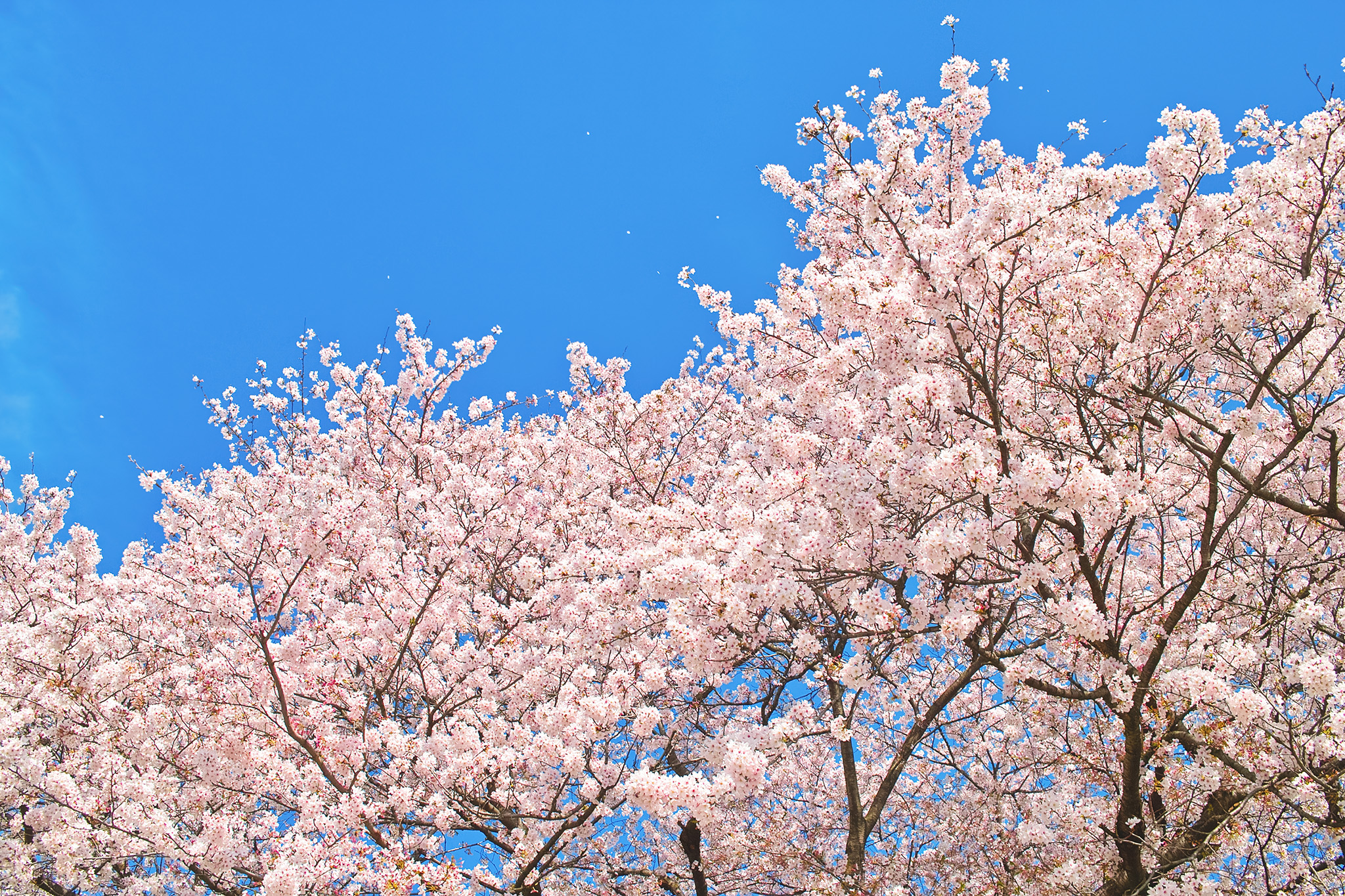 cherry-blossom_00005